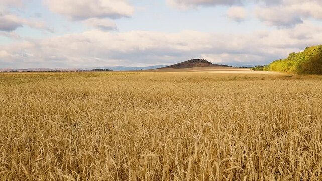 Golden wheat field stretching toward rolling hills beneath dramatic clouds in a peaceful rural landscape during warm summer light