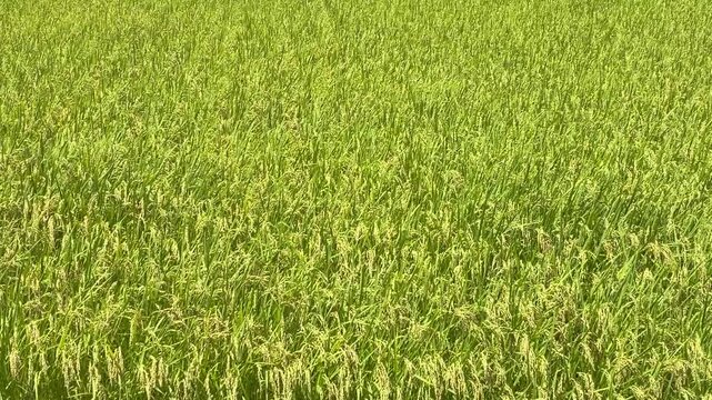 風で揺れる稲穂 里山の田園風景