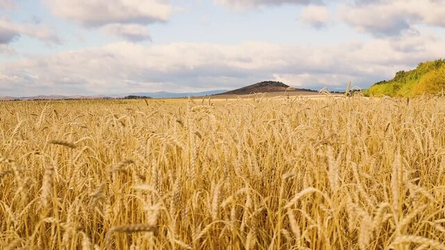 Golden wheat field stretching toward rolling hills beneath dramatic clouds in a peaceful rural landscape during warm summer light