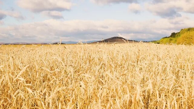 Golden grain field stretching toward a low hill beneath moving clouds and warm sunlight in a broad rural agricultural landscape