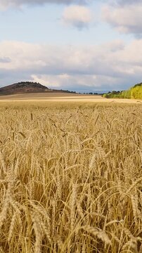 Golden wheat heads fill a rural field beneath layered clouds, with rolling hills, distant farmland, and a sunlit tree line beyond