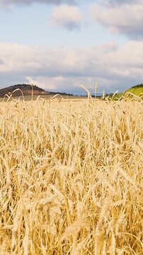 Golden wheat field stretching toward rolling hills beneath dramatic clouds in a peaceful rural landscape during warm summer light