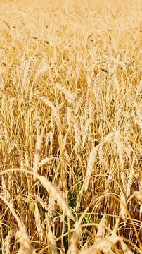 Golden grain heads swaying gently in a sunlit field beneath drifting clouds and distant hills, creating a peaceful rural agricultural landscape