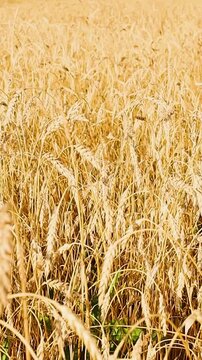 Golden grain heads swaying gently in a sunlit field beneath drifting clouds and distant hills, creating a peaceful rural agricultural landscape