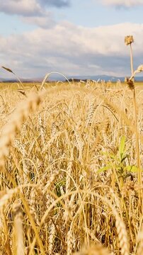 Golden grain heads swaying gently in a sunlit field beneath drifting clouds and distant hills, creating a peaceful rural agricultural landscape