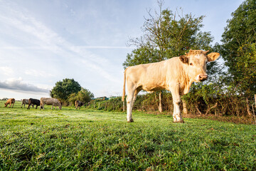Cream-colored calf standing in a dewy pasture in morning light © Kristof