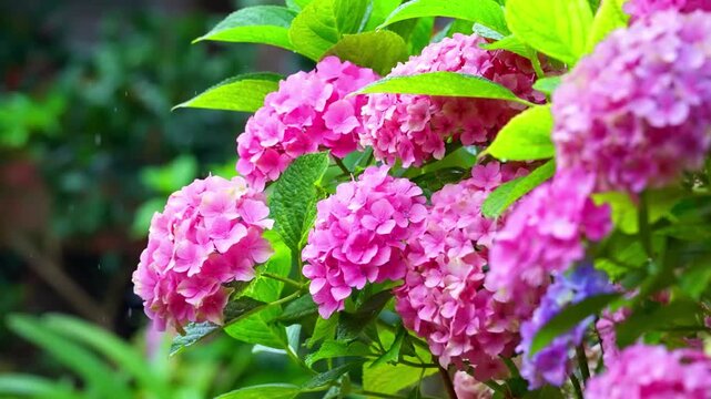 Pink hydrangea flowers blooming in a garden during a light rain shower