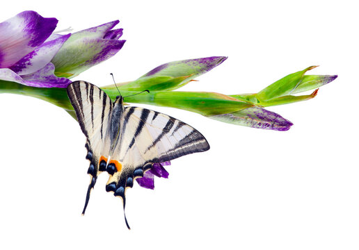 Scarce swallowtail. Bright colorful swallowtail butterfly on gladiolus flower isolated on white. butterfly on flowers