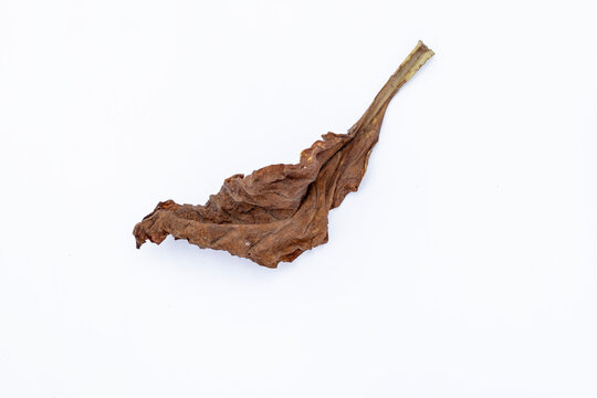 Dried tobacco leaf isolated on a white background. Dried or dead leaf. Cured dry tobacco leaf with natural texture isolated on white background