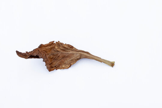 Dried tobacco leaf isolated on a white background. Dried or dead leaf. Cured dry tobacco leaf with natural texture isolated on white background