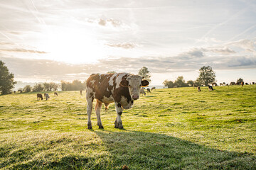 Red and white cow in a dewy meadow backlit by the morning sun © Kristof
