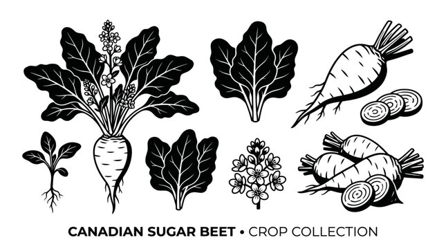 Very beautiful black and white flat vector botanical collection featuring Canadian sugar beet plant, young seedling, broad leaves, small flowers, large sugar beet root, beet slices, roots, label "CANA