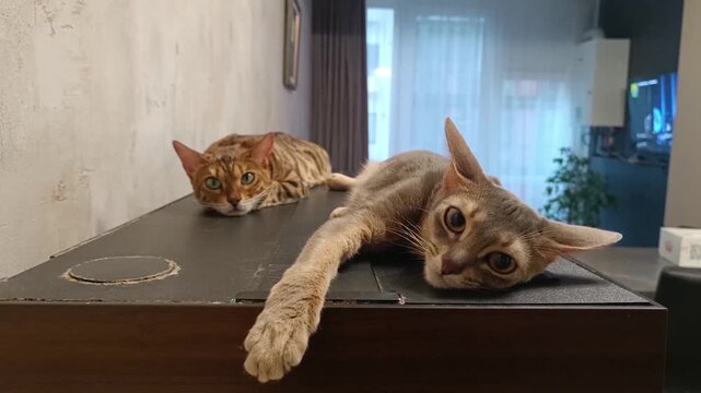 Two cats warming themselves on the aquarium lid. In the foreground is a blue Abyssinian cat.
In the background - a Bengal cat with a classic "gold rosette" coat. Slow movement.