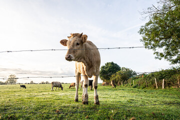Curious young calf behind a barbed wire fence in a pasture, Belgium © Kristof