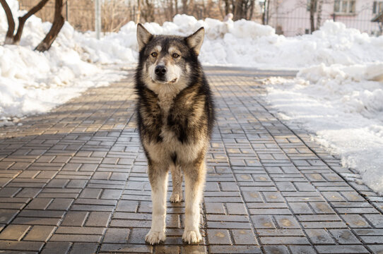 Majestic wolf-like dog standing in a snowy park, looking directly at the camera during a winter walk. Dignified canine portrait conveying strength, confidence, companionship and calm.