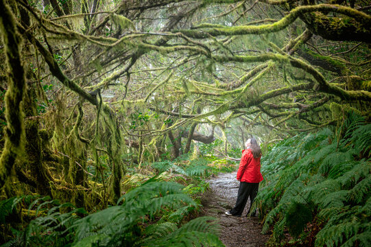 A walker in red looks up into the branches from a green trail in the Anaga laurel forest. Colour against green for travel campaigns that need one clear focal point.
