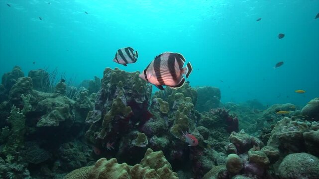 Two banded butterflyfish glide across the reef in smooth, synchronized motion, their bright patterns standing out against the corals below. The pair moves weaving through the water,