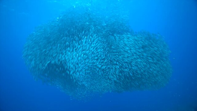 Colossal baitball surges through the blue like a living storm, thousands of silver fish moving as one. The school shifts shape in an instant &mdash; stretching, tightening, folding into shapes.