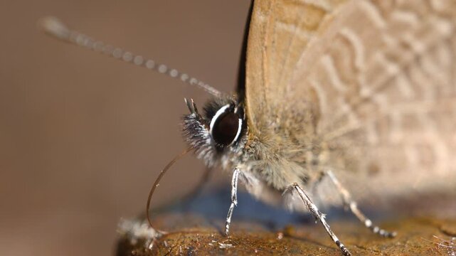 Rare: Blues butterfly drinks mud moisture via long proboscis; extreme macro eye and head details morning summer