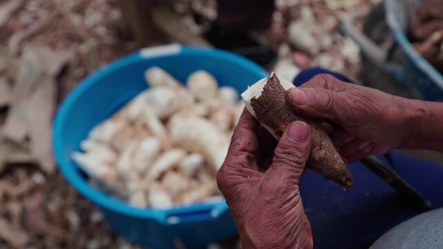 A farmer in Chapada dos Veadeiros, Brazil cuts peeled cassava into a basin, static shot.