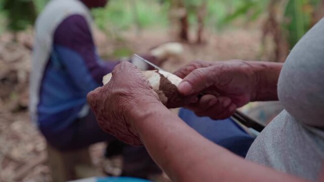 Two farmers in Chapada dos Veadeiros, Brazil peel cassava roots by hand, static shot.