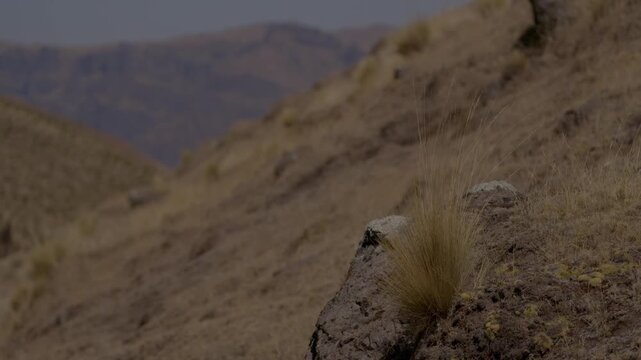 Selective focus close-up of native ichu grass clinging to a rugged rock face on a steep Andean mountain ridge in Peru. Arid high-altitude wilderness, dry flora texture, daytime exterior b-roll.