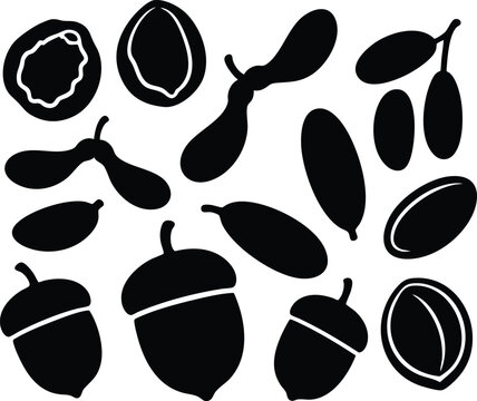 Collection of various seed and nut silhouettes natural plant elements
