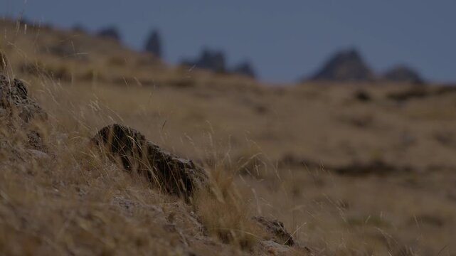 Low-angle close-up of dry ichu grass and rocks along a windy mountain slope in the Peruvian Andes. Arid high-altitude wilderness, blurred distant peaks, authentic nature texture, daytime b-roll.