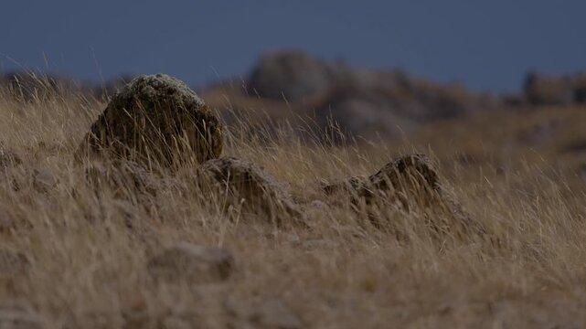 Close-up shot of dry ichu grass blowing in the wind around rugged rocks on an arid mountain slope in the Peruvian Andes. Highland nature texture, desolate wilderness detail, daytime travel b-roll.