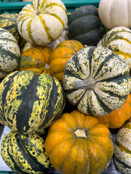 High-angle shot of colorful assorted mini pumpkins and autumn squashes. A vibrant variety of small decorative pumpkins, gourds, and winter squashes with diverse patterns, stripes, and colors like oran