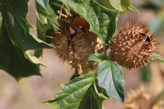 fruto seco