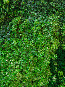 A grassy green background: a dense green carpet of plectranthus with small light‑colored edges on the leaves, and you can also see patches of ivy (Hedera) and other decorative shoots.