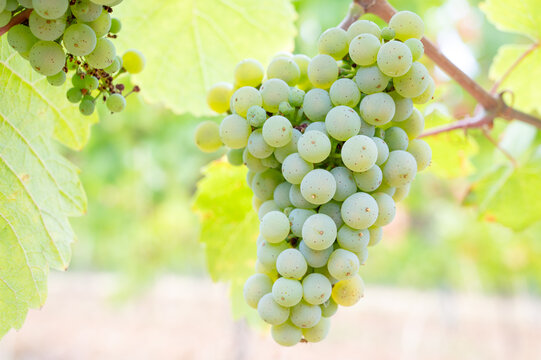 Green grapevine, hot dry summer, ripe riesling wine grapes growing on vine, vineyard in Trier, Mosel Valley Germany, agriculture at Moselle river