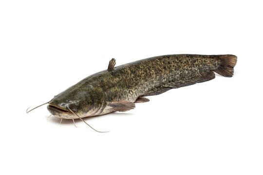 Wels catfish (Silurus glanis) isolated on a white background