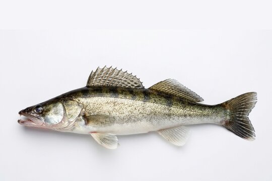 Zander (Sander lucioperca) isolated on a white background