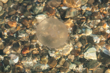 northsea jellyfish swimming © Dennis van de Hoef