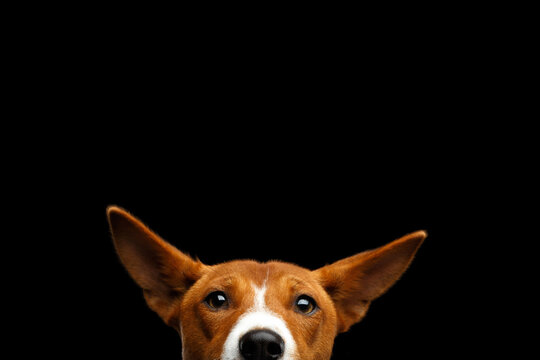 Funny basenji dog peeking from bottom with big ears pointing different directions, looking at camera with hope and poking nose into frame, isolated on black background, copy space above