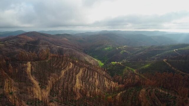 Cinematic aerial footage showing a mountain landscape scarred by a wildfire, with rows of blackened trees and signs of deforestation contrasting with patches of green regrowth in the valley