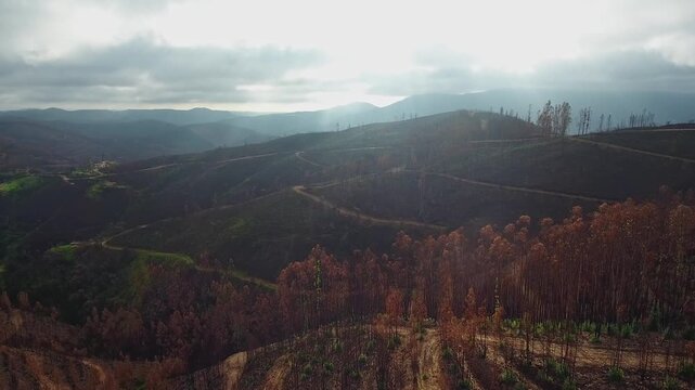 Aerial perspective revealing the devastating aftermath of a forest fire across the hills of monchique in portugal's algarve region, showcasing extensive environmental damage and burnt trees