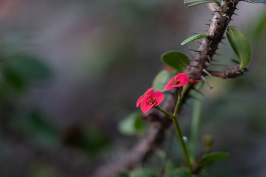 Close up of red crown of thorns euphorbia milii flower blooming on thorny branch in dark nature background
