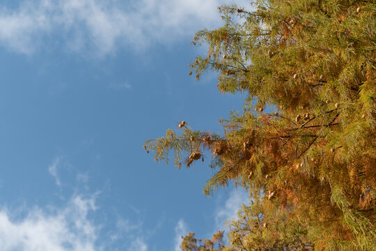 Close up of golden autumn bald cypress branches with cones under sunny blue sky in Japanese nature