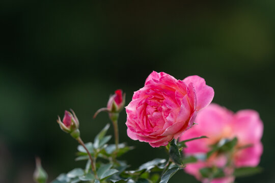 Close up of vibrant pink rose flower and buds blooming gracefully in dark soft background in autumn