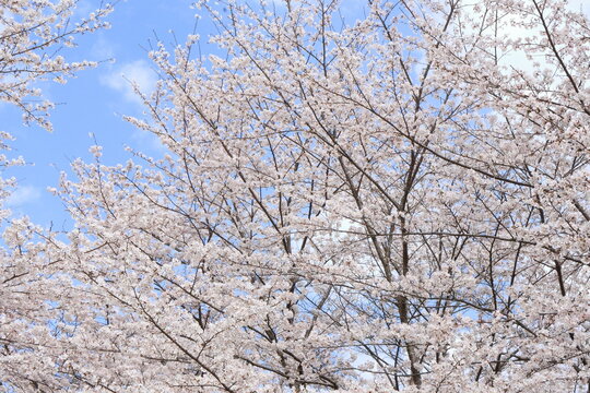 京都 美山にある大野ダムの桜