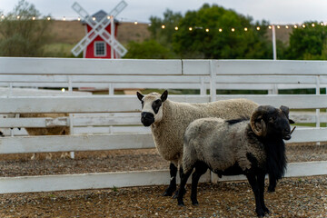 Obraz premium Two sheep stand in a fenced farm enclosure, with a windmill and string lights visible in the background.