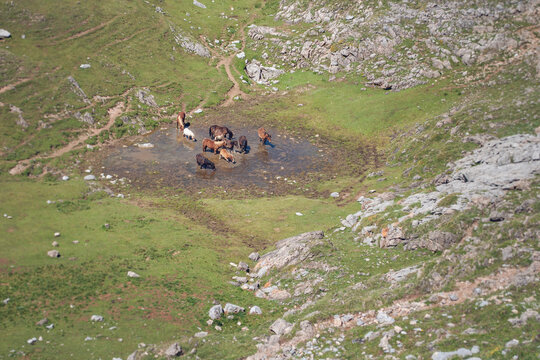 Wild horses drinking water in picos de europa
