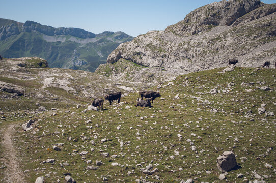 Cattle grazing picos de europa mountain landscape in cantabria, spain