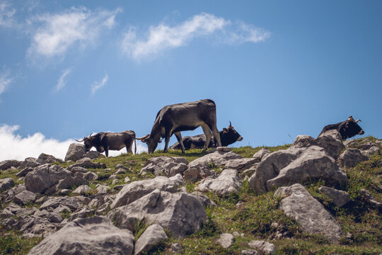 Cows grazing on rocky mountain pasture picos de europa
