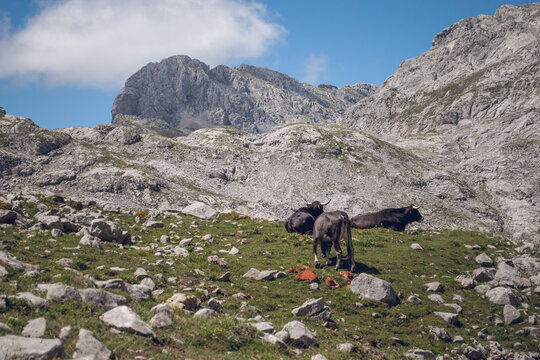 Cattle grazing picos de europa mountain pasture
