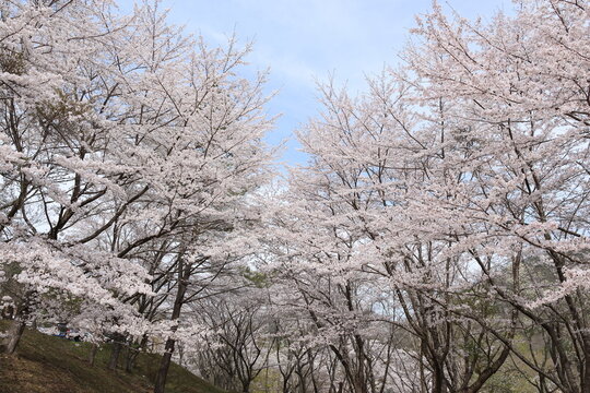 京都 美山にある大野ダムの桜