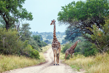 Giraffe standing front view on safari gravel road in Greater Kruger National park, South Africa   Specie Giraffa camelopardalis family of Giraffidae © PACO COMO